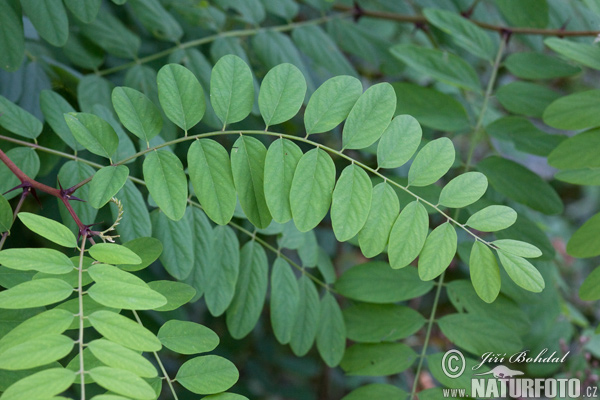 Agát biely (Robinia pseudoacacia)