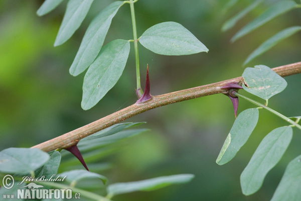 Agát biely (Robinia pseudoacacia)