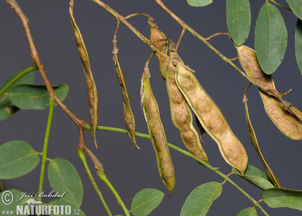 Agát biely (Robinia pseudoacacia)