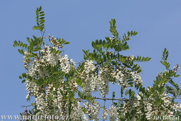 Agát biely (Robinia pseudoacacia)