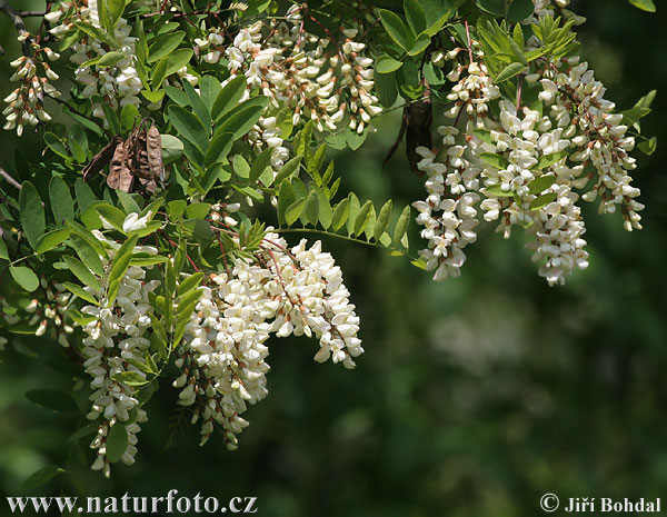 Agát biely (Robinia pseudoacacia)