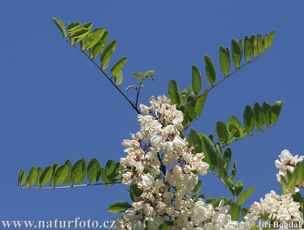 Agát biely (Robinia pseudoacacia)