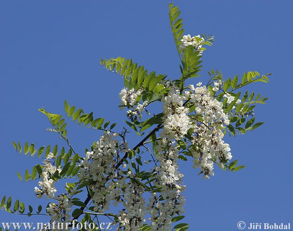 Agát biely (Robinia pseudoacacia)