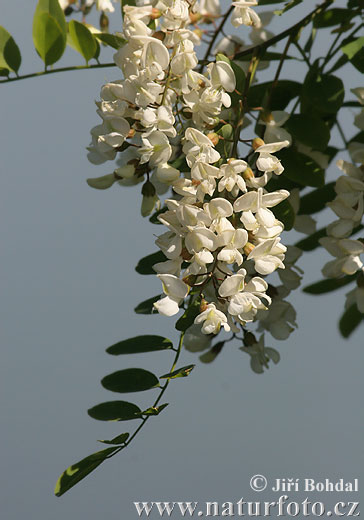 Agát biely (Robinia pseudoacacia)