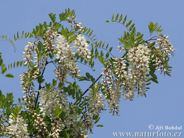 Agát biely (Robinia pseudoacacia)