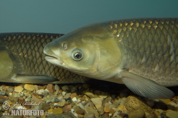 Amur biely (Ctenopharyngodon idella)