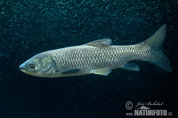 Amur biely (Ctenopharyngodon idella)