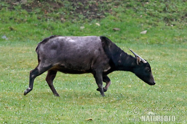 Anoa nížinný (Bubalus depressicornis)