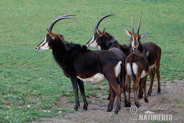 Antilopa vraná (Hippotragus niger)