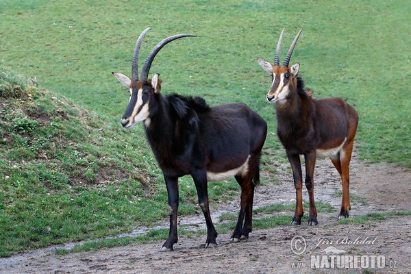 Antilopa vraná (Hippotragus niger)