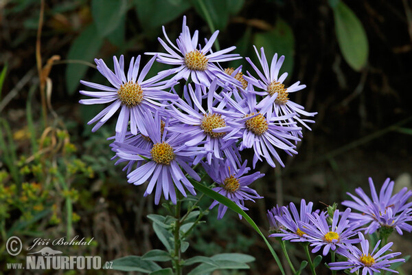 Astra kopcová (Aster amellus)