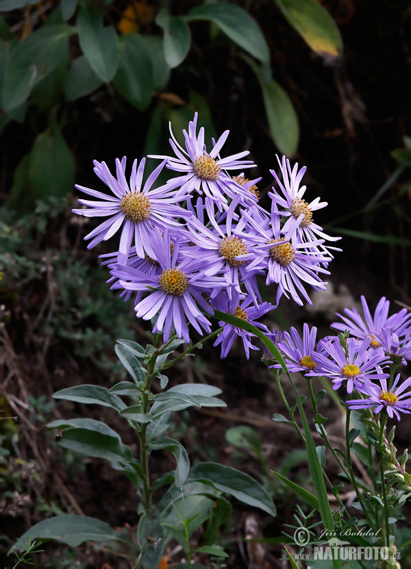 Astra kopcová (Aster amellus)