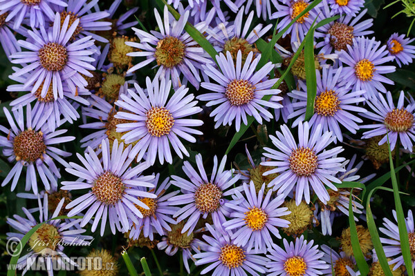 Astra kopcová (Aster amellus)