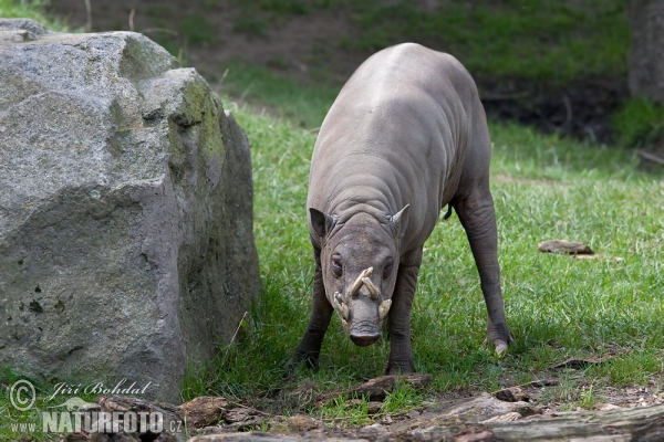 Babirusa celebeská (Babyrousa babyrussa)