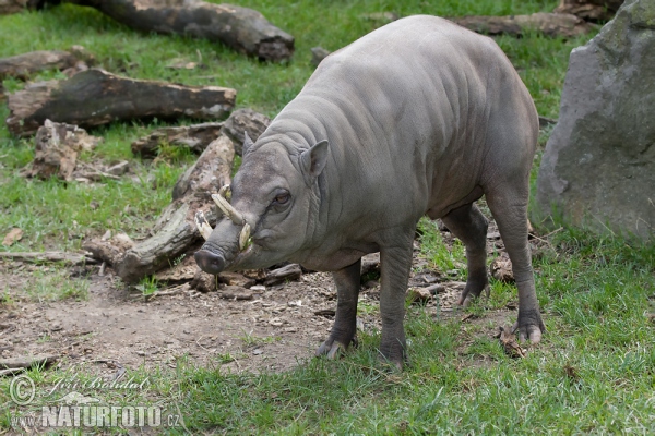 Babirusa celebeská (Babyrousa babyrussa)