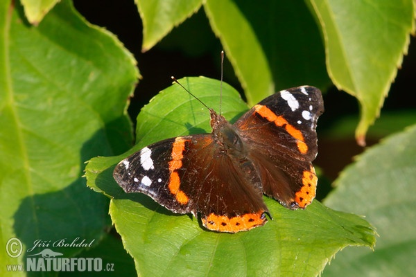 Babočka admirál (Vanessa atalanta)