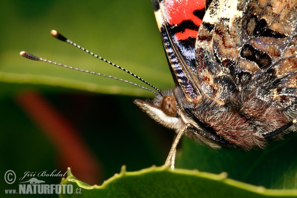 Babočka admirál (Vanessa atalanta)