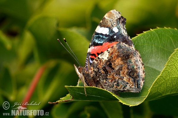 Babočka admirál (Vanessa atalanta)