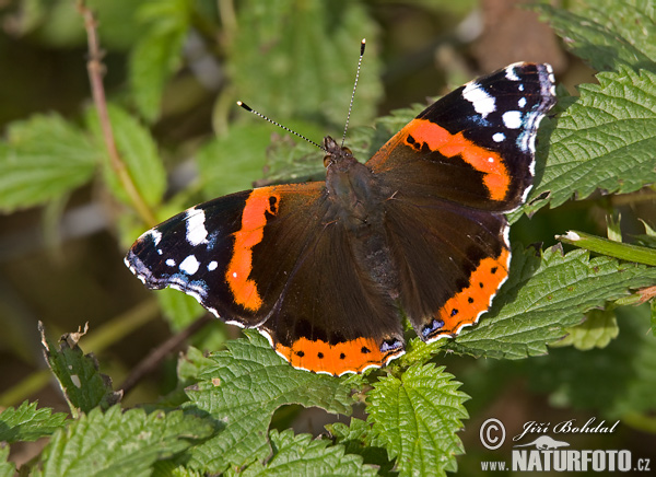 Babôčka admirálska (Vanessa atalanta)