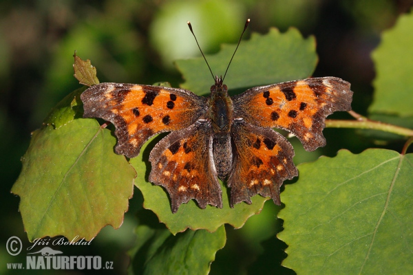 Babočka bílé C (Polygonia c-album)