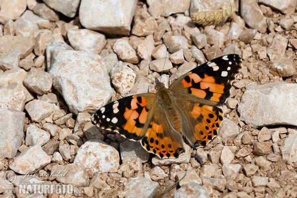 Babočka bodláková (Vanessa cardui)