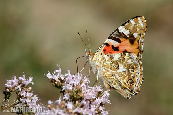 Babôčka bodliakova (Vanessa cardui)