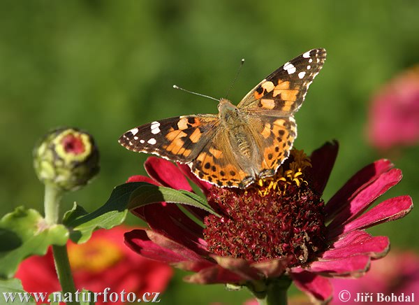 Babôčka bodliakova (Vanessa cardui)