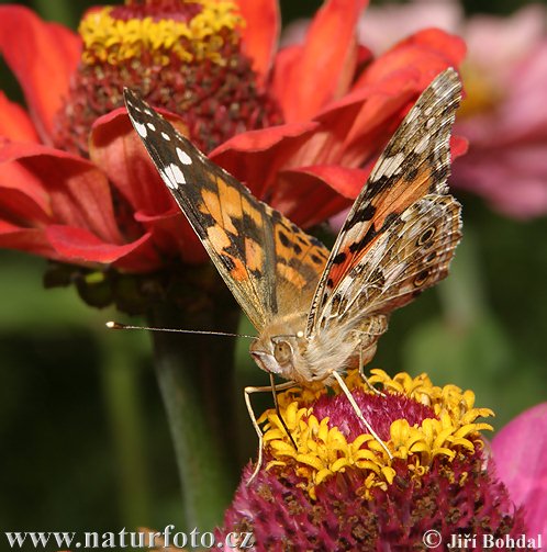 Babôčka bodliakova (Vanessa cardui)