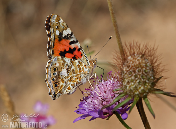 Babôčka bodliakova (Vanessa cardui)