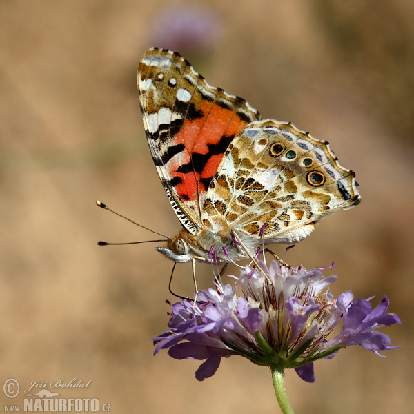 Babôčka bodliakova (Vanessa cardui)