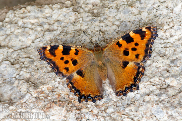 Babočka jilmová (Nymphalis polychloros)