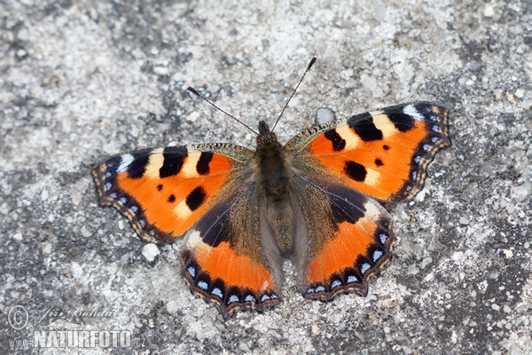 Babočka kopřivová (Aglais urticae)