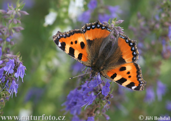 Babôčka pŕhľavová (Aglais urticae)