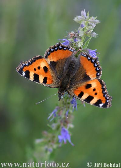 Babôčka pŕhľavová (Aglais urticae)