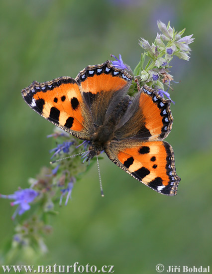 Babôčka pŕhľavová (Aglais urticae)