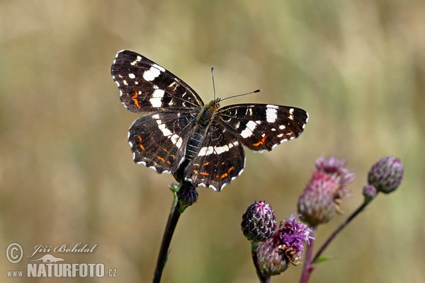 Babôčka sieťkovaná (Araschnia levana levana f. prorsa)