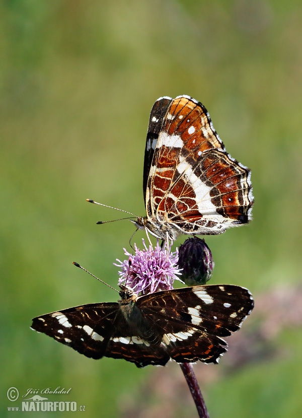 Babôčka sieťkovaná (Araschnia levana levana f. prorsa)