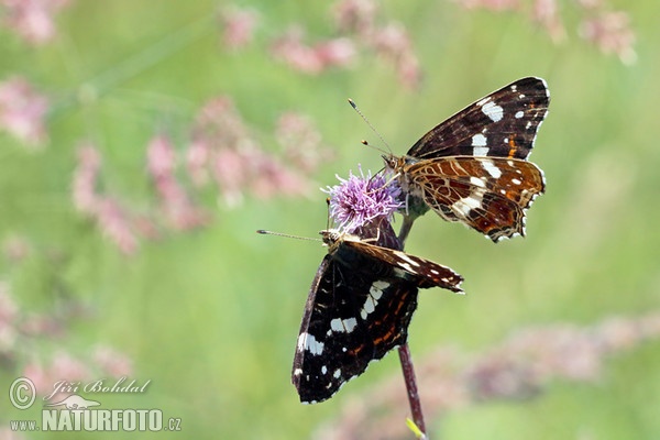 Babôčka sieťkovaná (Araschnia levana levana f. prorsa)