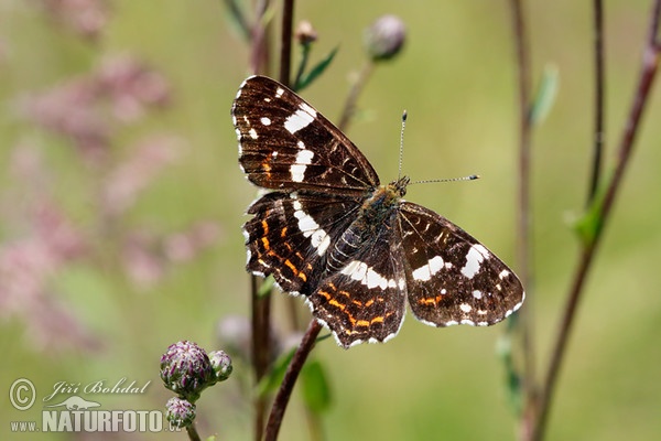 Babôčka sieťkovaná (Araschnia levana levana f. prorsa)