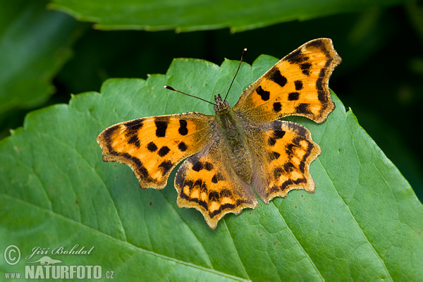 Babôčka zubatokrídla (Polygonia c-album)