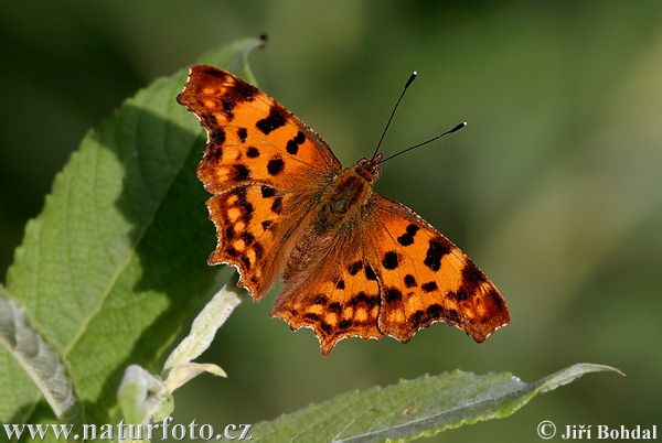 Babôčka zubatokrídla (Polygonia c-album)