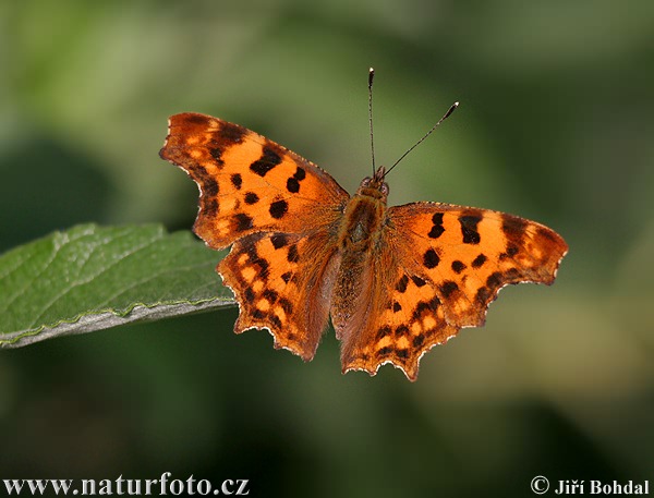 Babôčka zubatokrídla (Polygonia c-album)