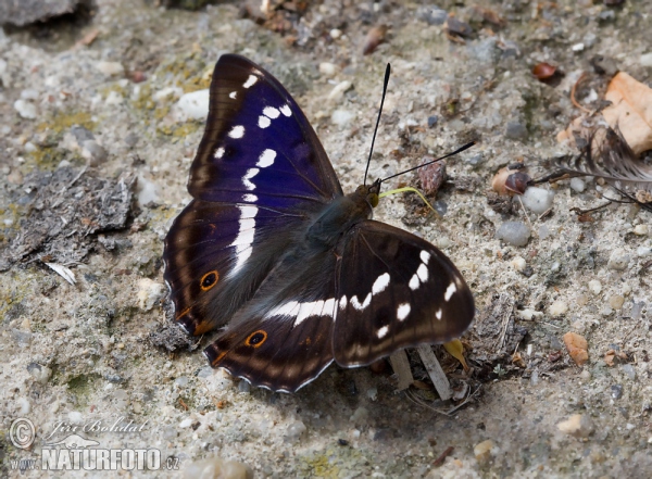 Batolec duhový (Apatura iris)