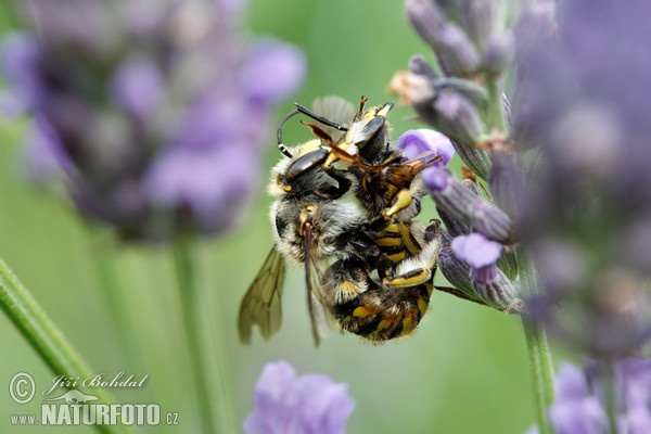 Bavlnice obecná (Athidium manicatum)