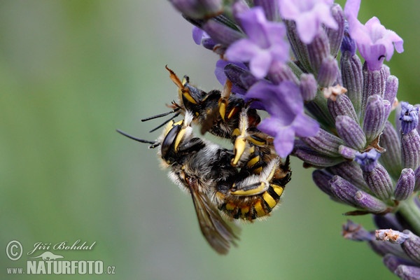 Bavlnice obecná (Athidium manicatum)