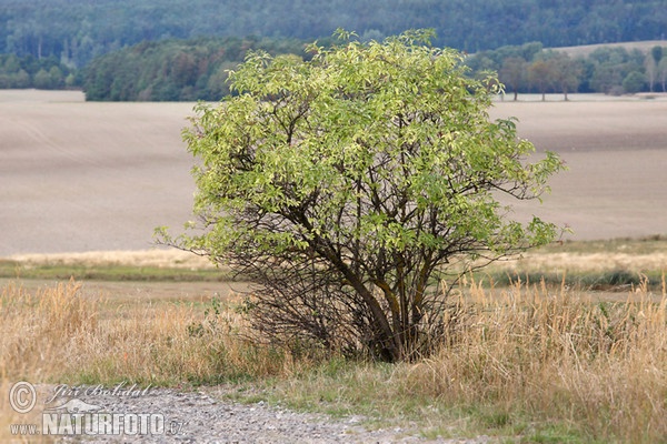 Baza čierna (Sambucus nigra)