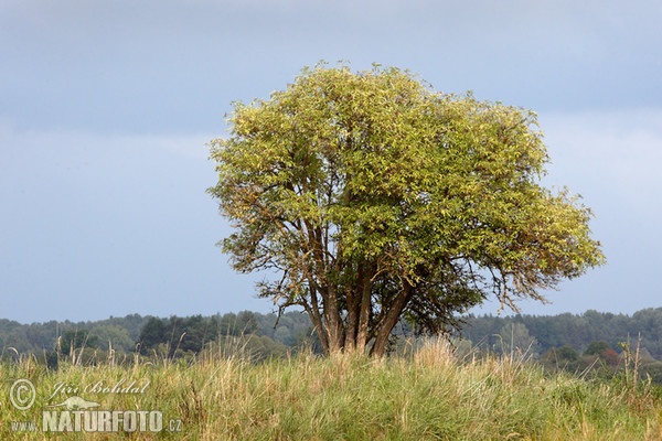 Baza čierna (Sambucus nigra)