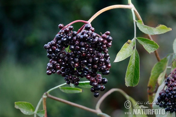 Baza čierna (Sambucus nigra)