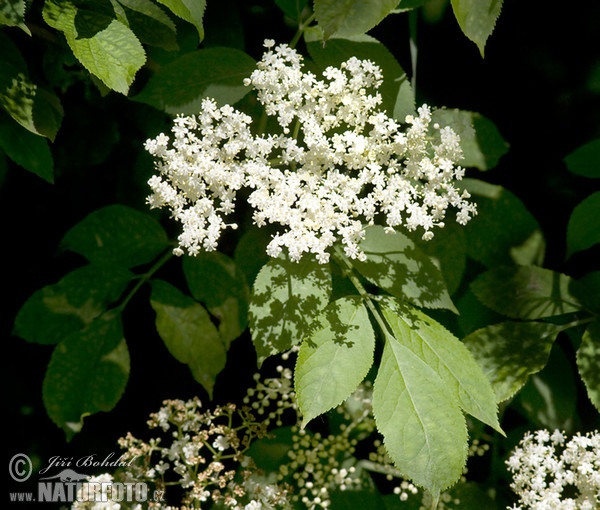 Baza čierna (Sambucus nigra)