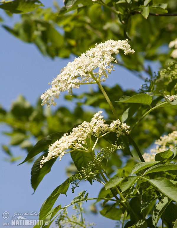 Baza čierna (Sambucus nigra)